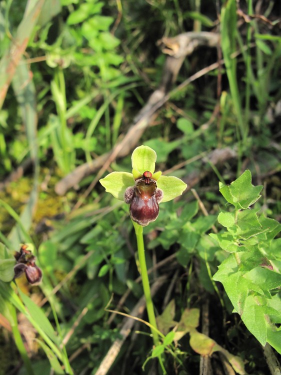 Ophrys bombyliflora